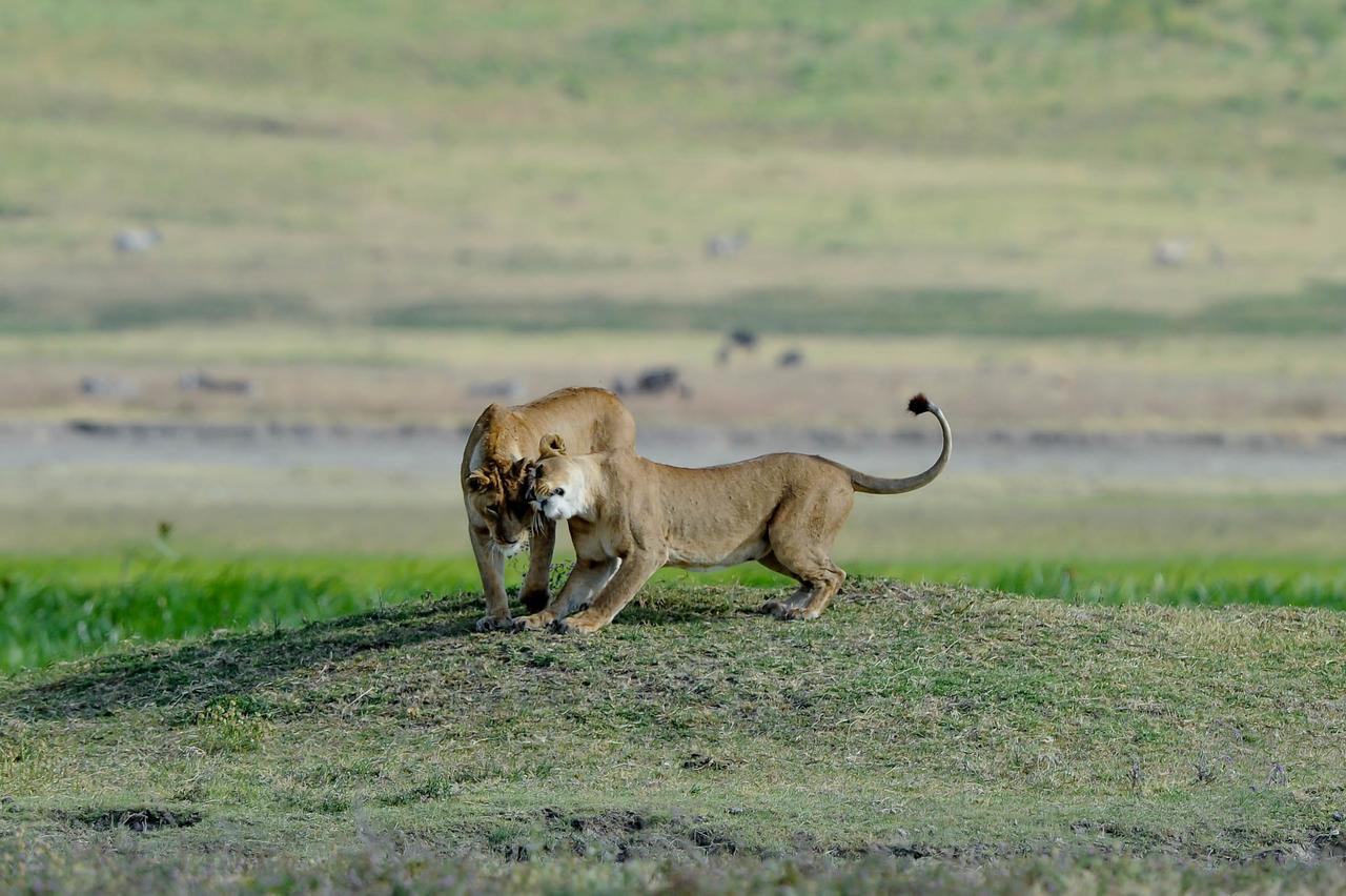 Ngorongoro Serena Safari Lodge Exterior photo